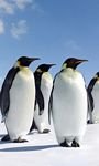 pic for Antarctica Emperor Penguins 768x1280